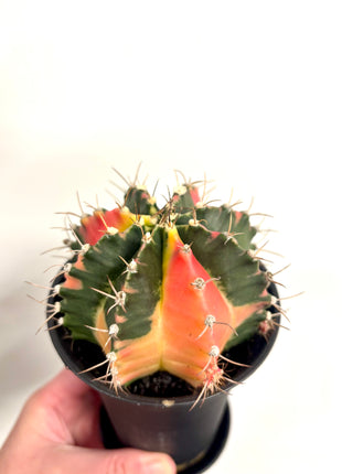 Gymno (moon) cactus