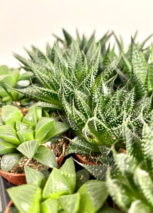 Haworthia/Aloe mix