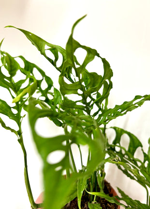 Monstera Oblique Peru
