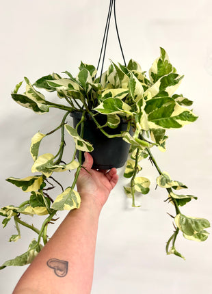 Epipremnum Njoy