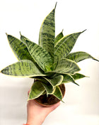 Sansevieria Hahnii