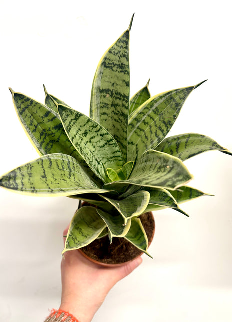 Sansevieria Hahnii