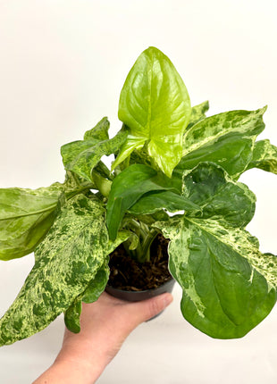 Syngonium Mottled