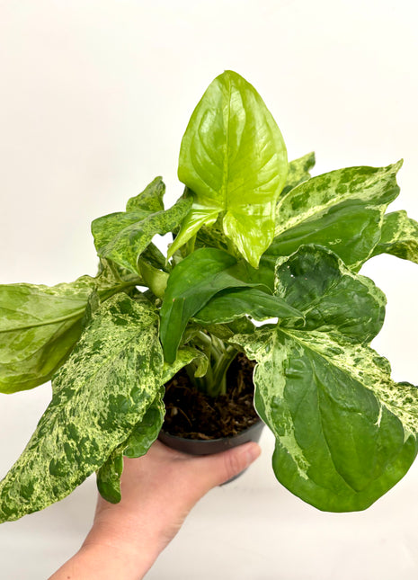 Syngonium Mottled