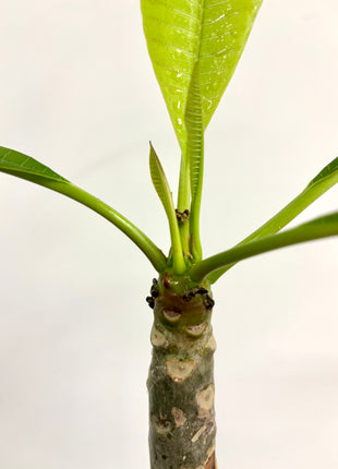Plumeria Haw Gemengd