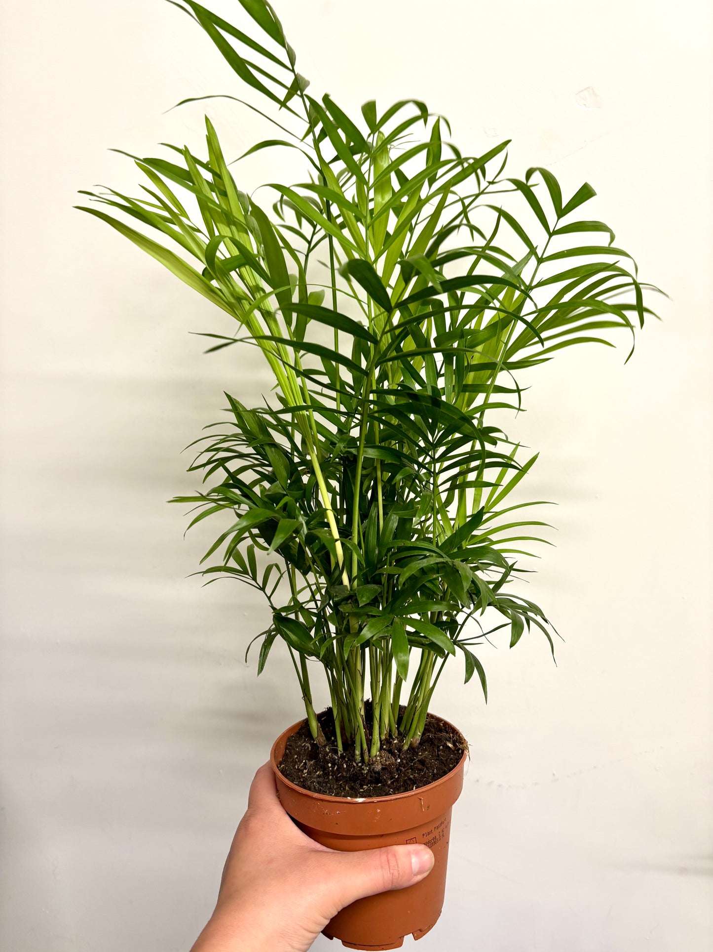 Chamaedorea Elegans