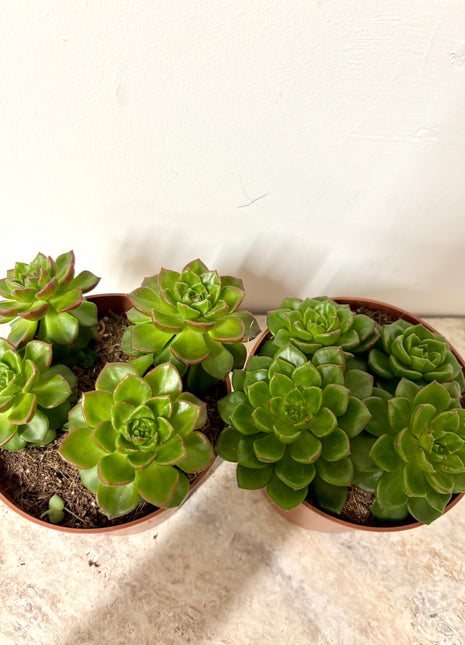 Echeveria Gilva