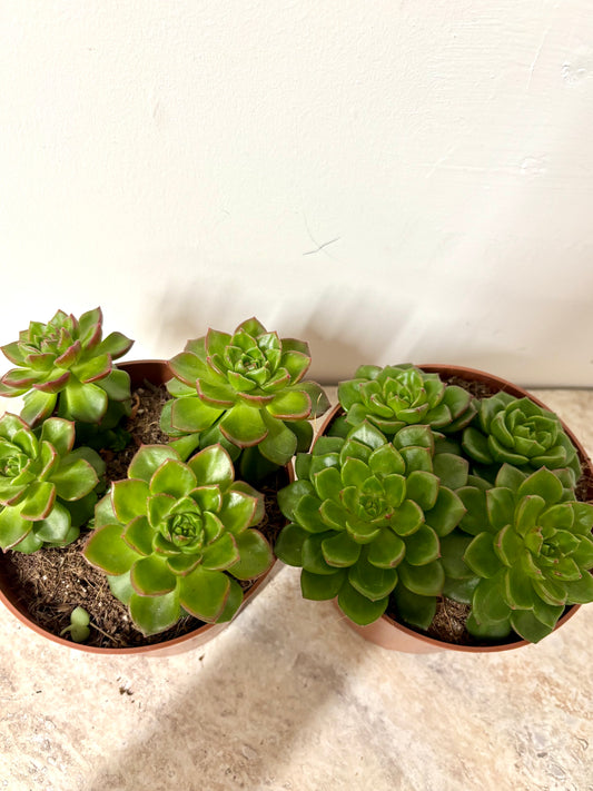 Echeveria Gilva