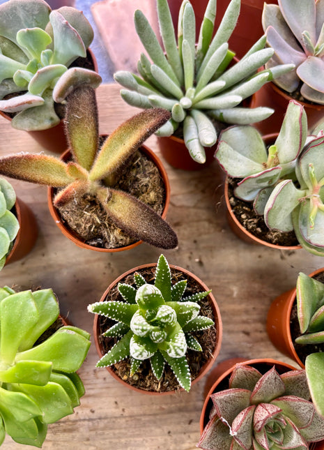 Succulents