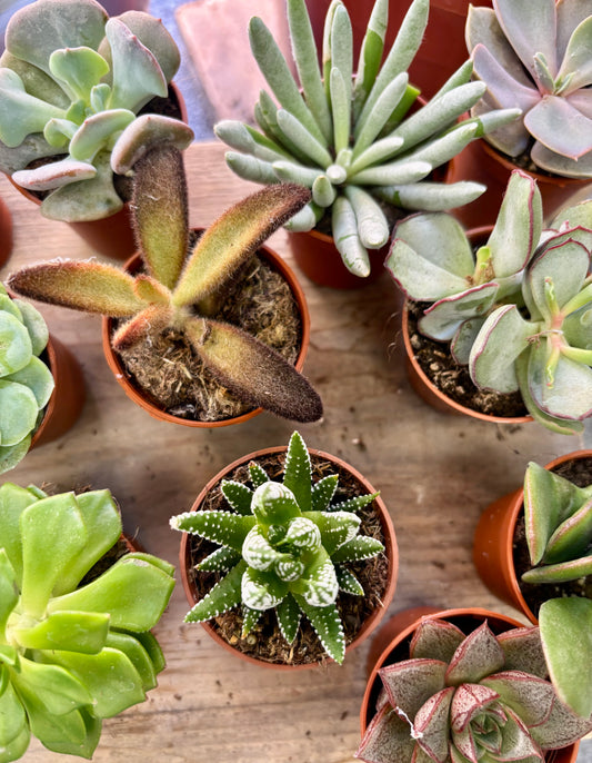 Succulents