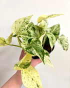 Epipremnum Snow Leopard