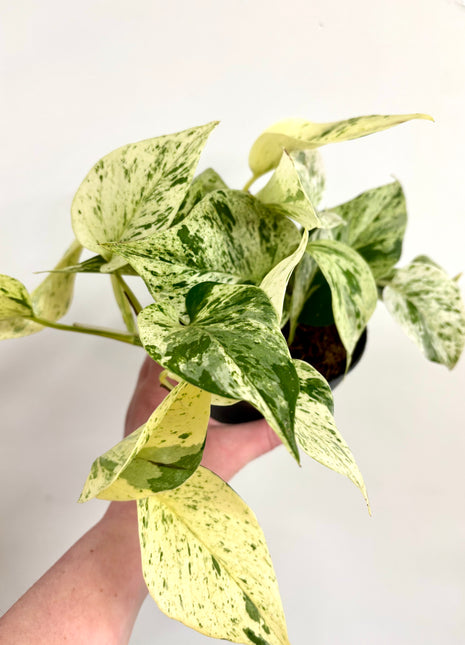 Epipremnum Snow Leopard