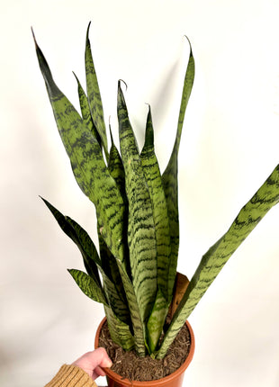 Sansevieria