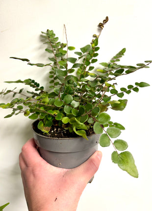 Pellaea Button Fern