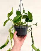 Epipremnum Aureum