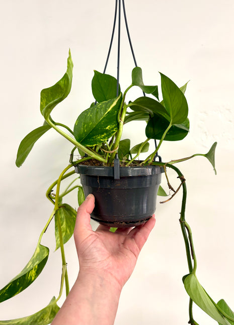 Epipremnum Aureum