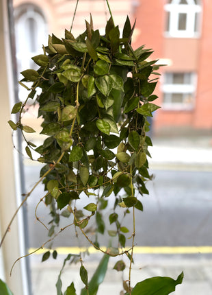 Hoya Keramische Eskimo