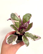 Hemigraphis Snow White/waffle plant