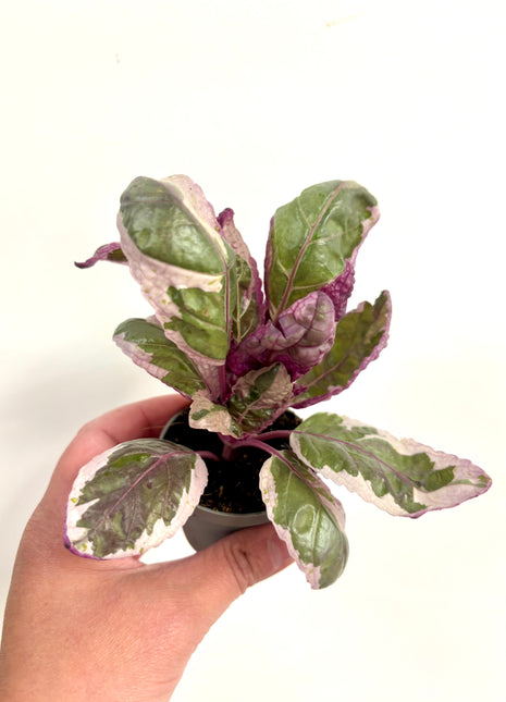 Hemigraphis Snow White/waffle plant