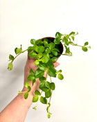 Peperomia Rotundifolia