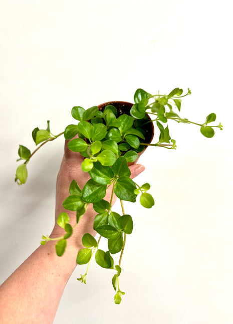 Peperomia Rotundifolia