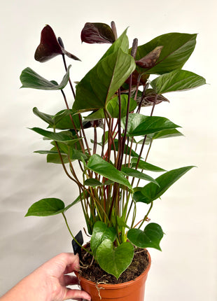 Anthurium Adios Chocolate