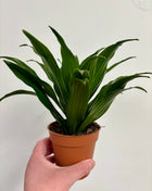 Dracaena Compacta