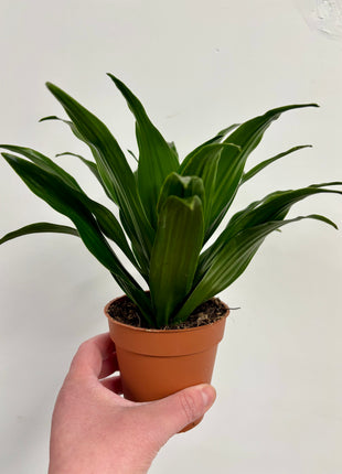 Dracaena Compacta