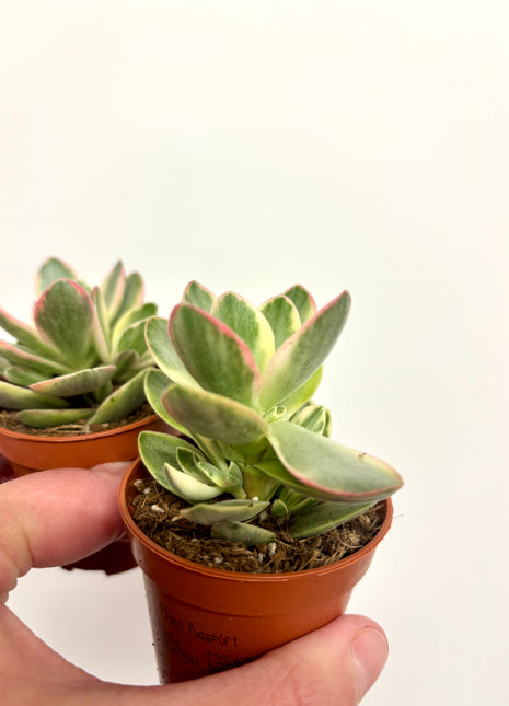 Crass Moneymaker Variegata