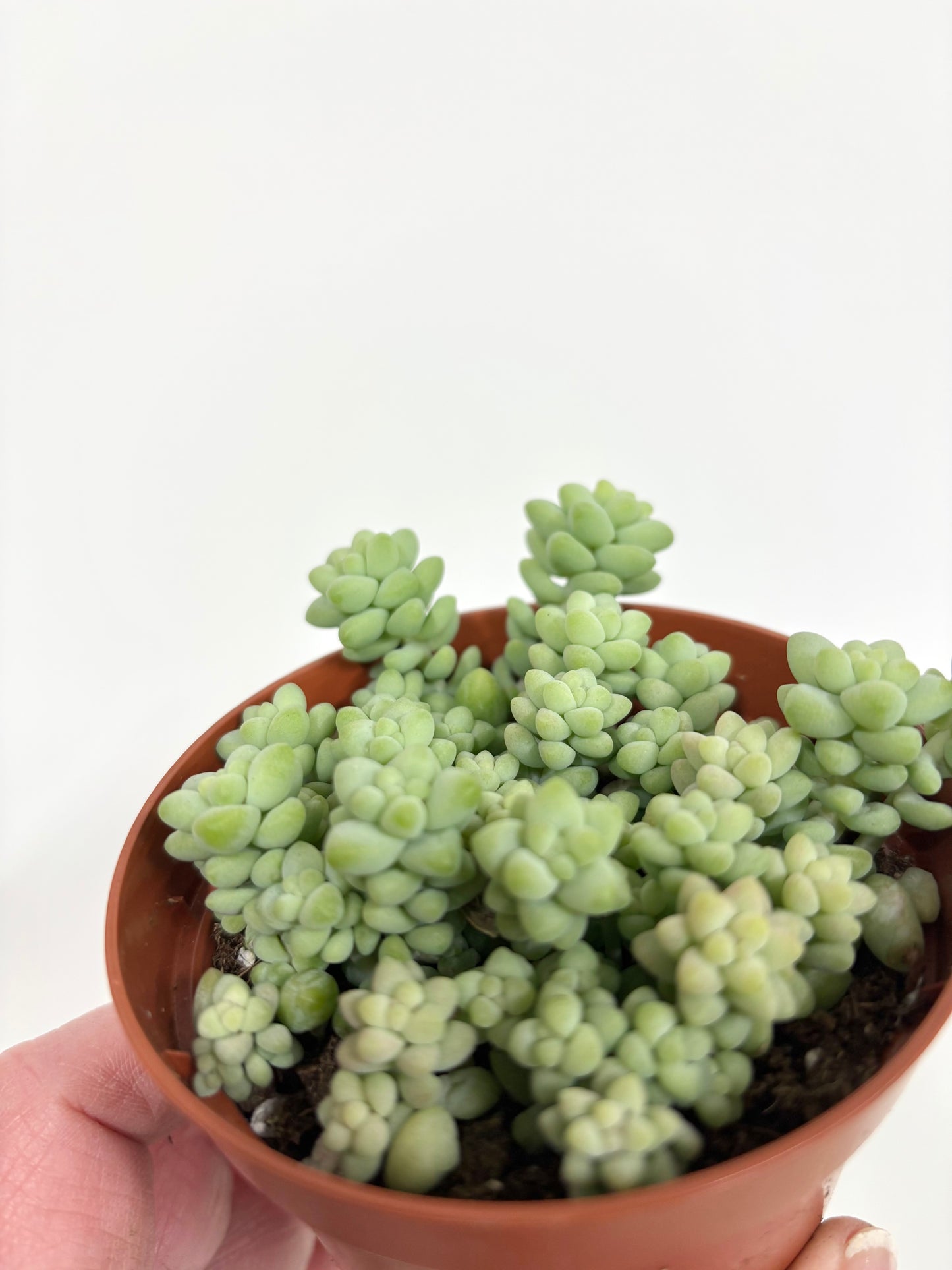 Sedum Burrito