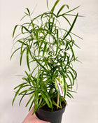 Asparagus Falcatus