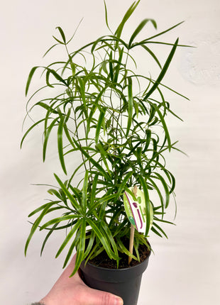Asparagus Falcatus