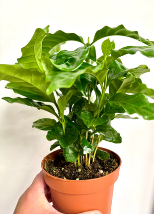 Coffea Plant