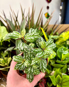 9cm mixed random plants