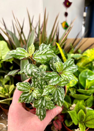 9cm mixed random plants