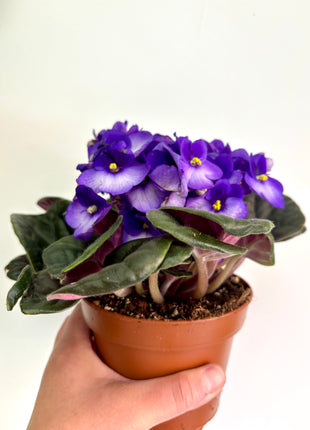 African Violet