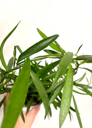 Hoya Longifolia