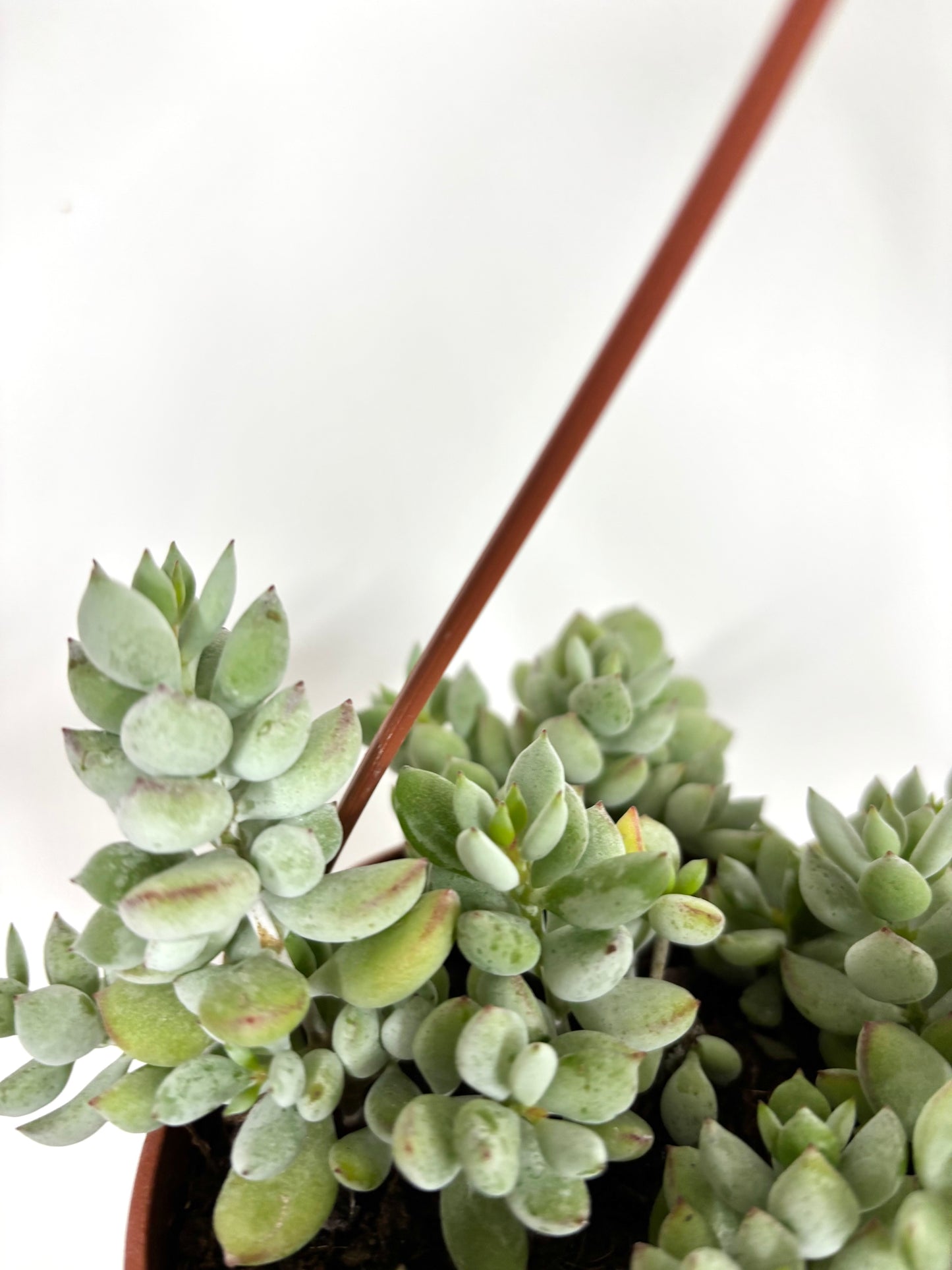 Cotyledon Pendens