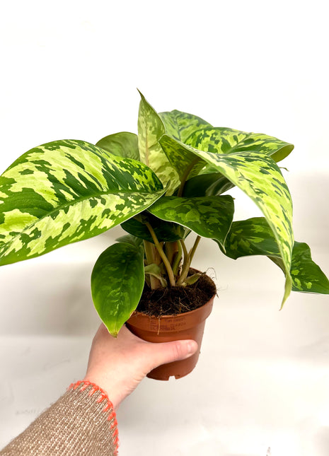 Homalomena Camouflage