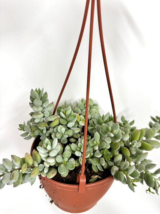 Cotyledon Pendens
