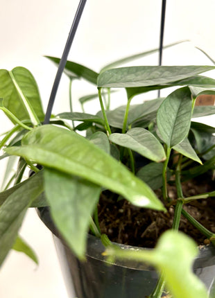 Epipremnum Cebu Blue