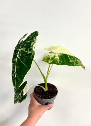 Alocasia Frydrek Variegata