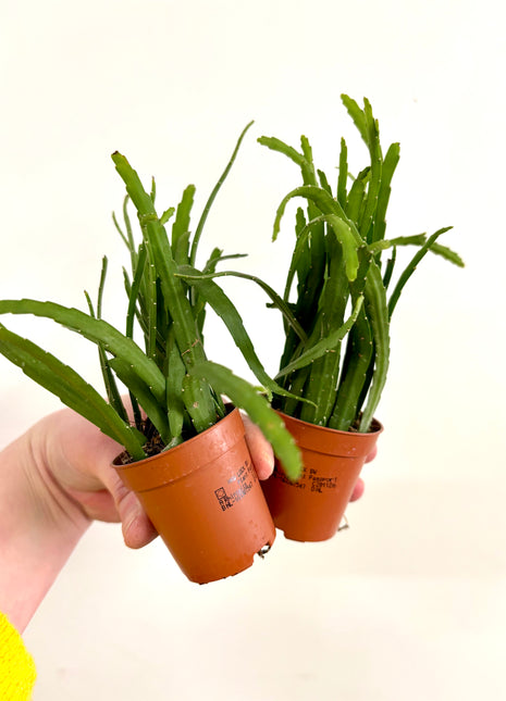 Lepismium  Bolivianum