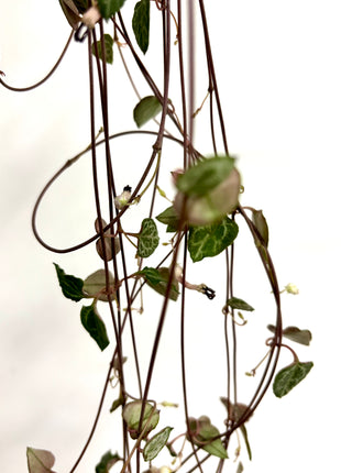 Ceropegia silver glory/string of hearts