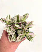 Tradescantia Unicorn