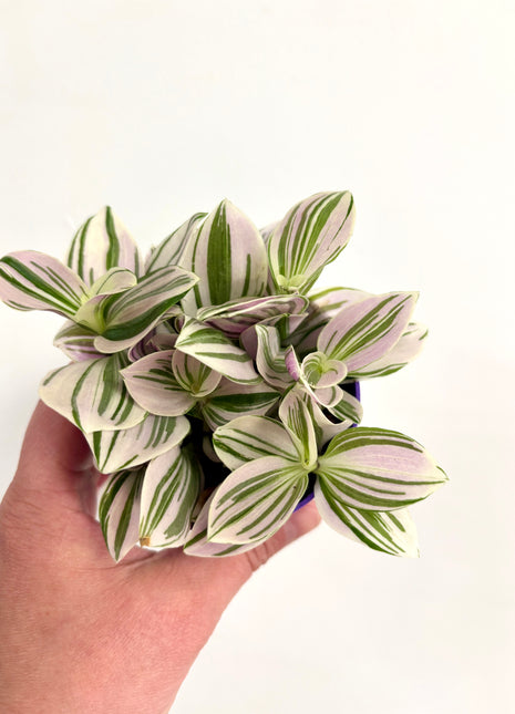 Tradescantia Unicorn