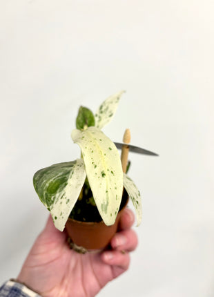 Rhaphidophora Puberula Variegata