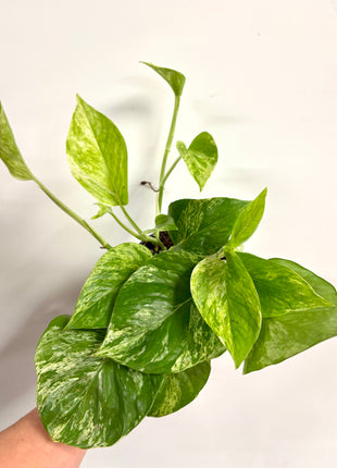 Epipremnum Marble Queen