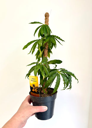 Anthurium Polyschistum