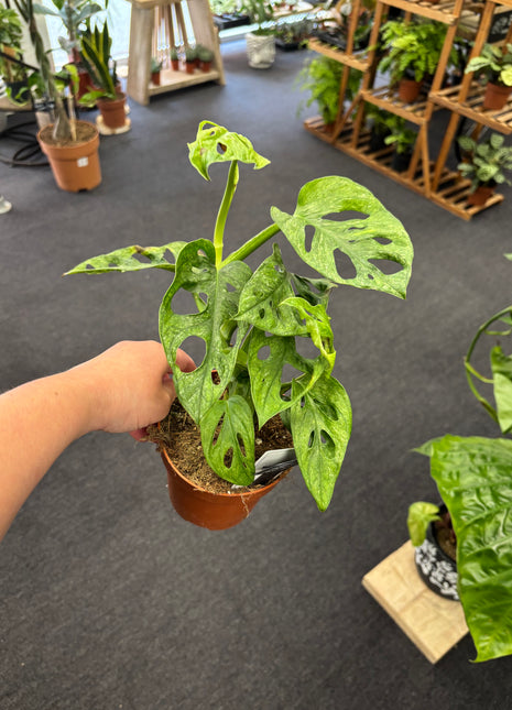 Monstera Adansonii Mint